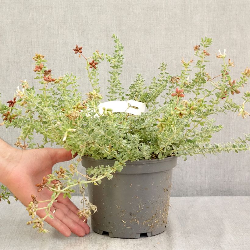 Exemplar von Dorycnium hirsutum Frejorgues - Behaarter Backenklee Topf mit 3L/4L wie im Sommer geliefert