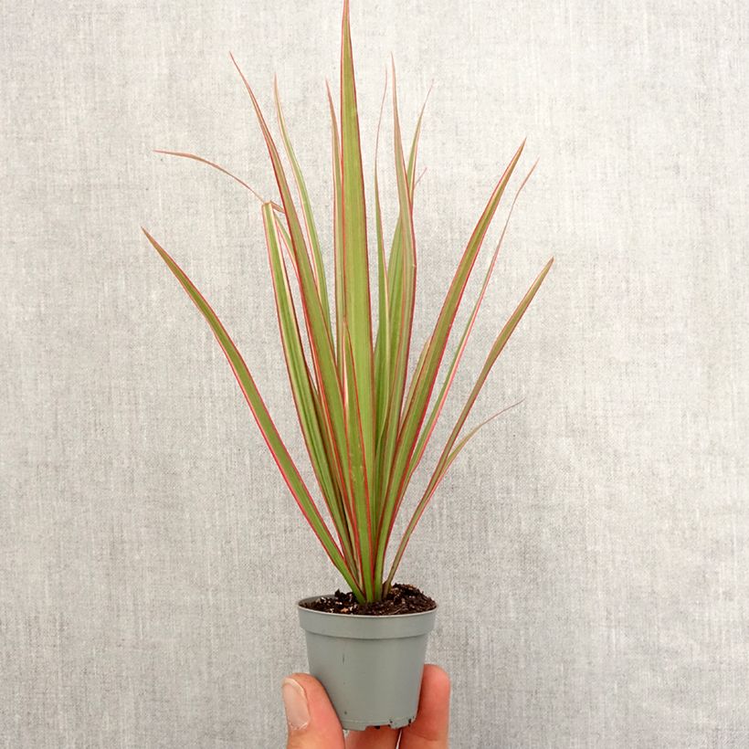 Exemplar von Dracaena Bicolor - Drachenbaum Mini-Pflanze wie im Frühjahr geliefert