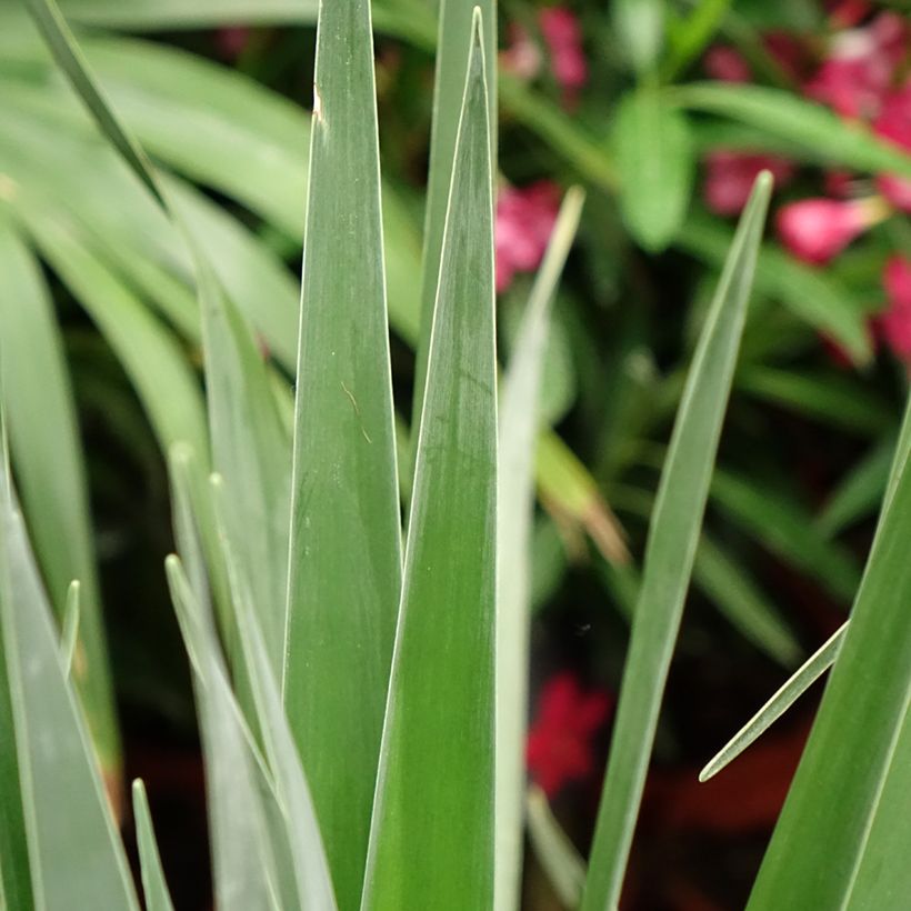 Dracaena draco - Echter Drachenbaum (Laub)