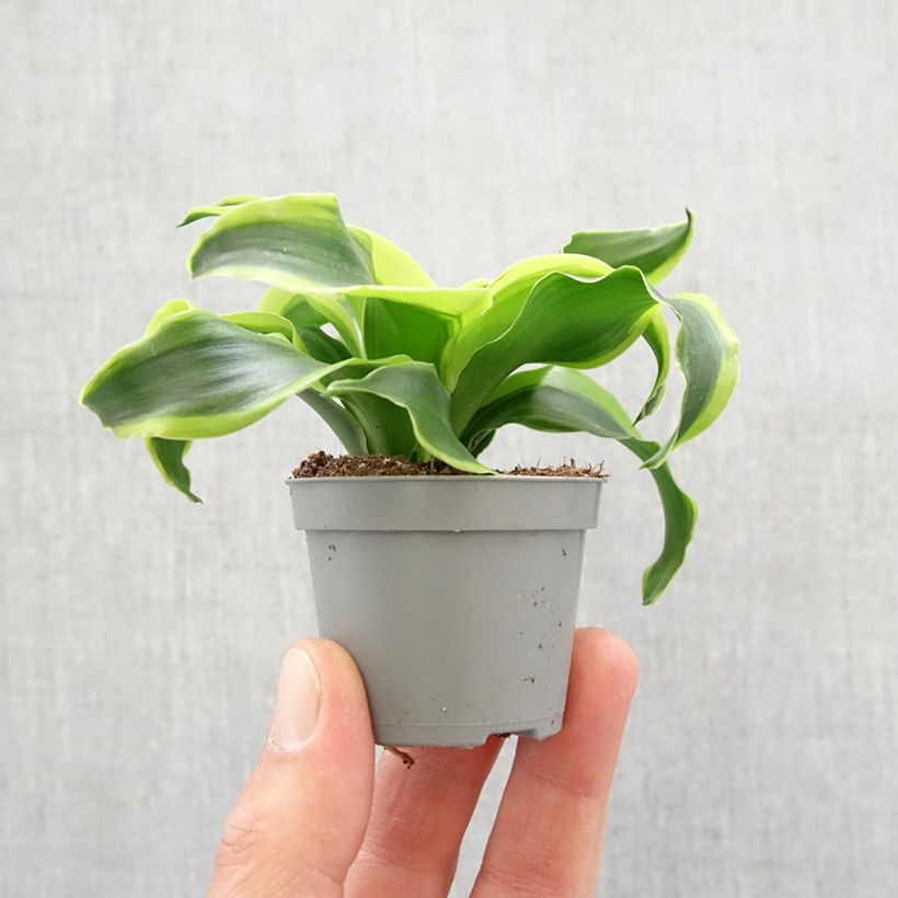 Exemplar von Dracaena Dragontree Tornado - Drachenbaum Mini-Pflanze wie im Frühjahr geliefert