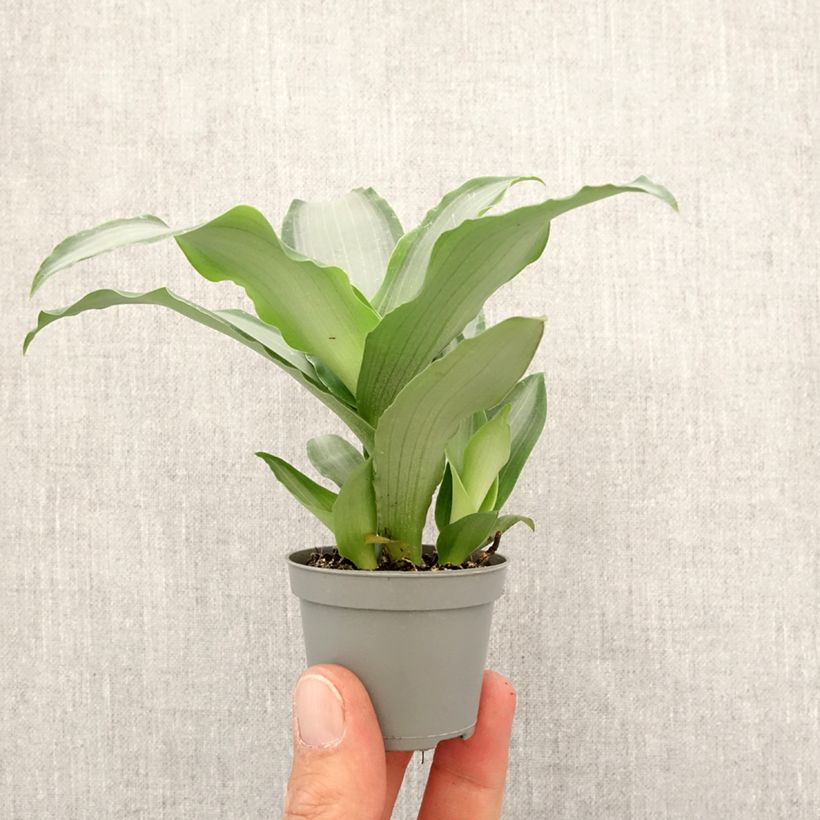 Exemplar von Dracaena Hawaii - Drachenbaum Mini-Pflanze wie im Frühjahr geliefert