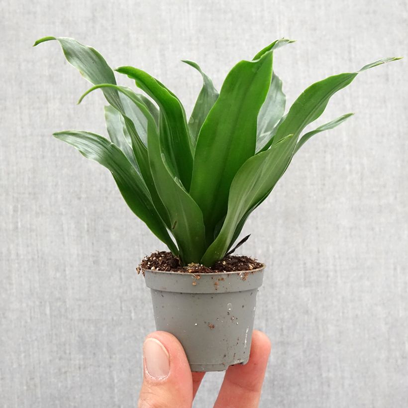 Exemplar von Dracaena Janet Craig - Drachenbaum Mini-Pflanze wie im Frühjahr geliefert