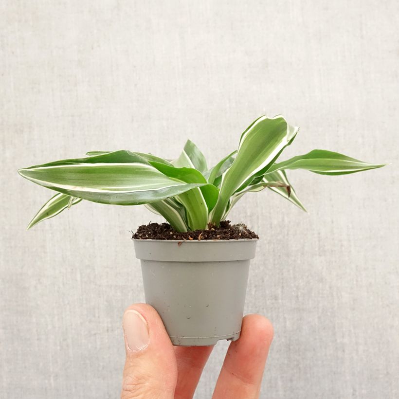 Exemplar von Dracaena Kanzi - Drachenbaum Mini-Pflanze wie im Frühjahr geliefert