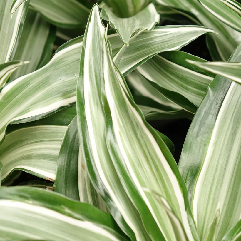 Dracaena Kanzi - Drachenbaum (Laub)