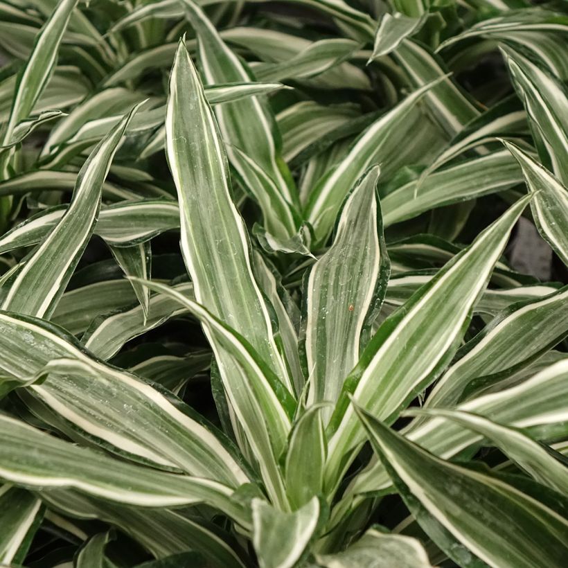 Dracaena Kanzi - Drachenbaum (Laub)