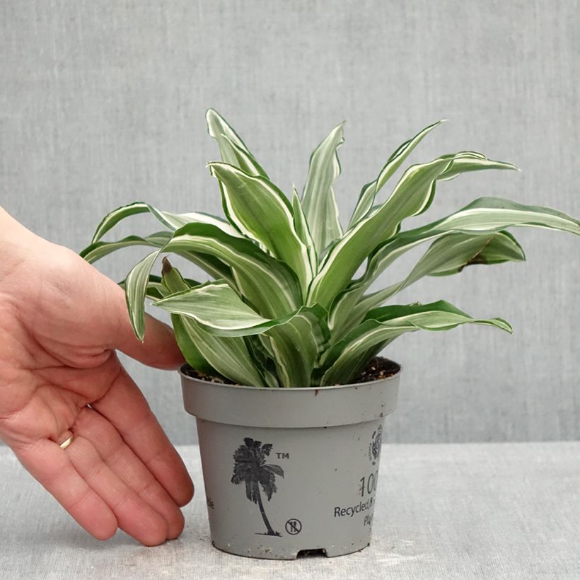 Exemplar von Dracaena Kanzi - Drachenbaum Topf 12 cm / 13 cm wie im Frühjahr geliefert