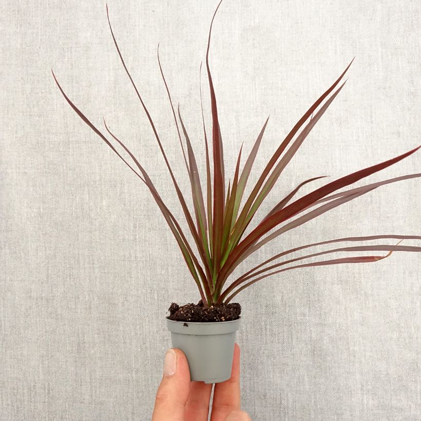 Exemplar von Dracaena Magenta - Drachenbaum Mini-Pflanze wie im Frühjahr geliefert