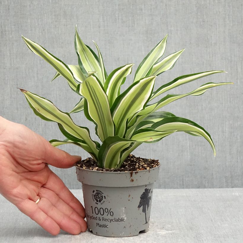 Example of Dracaena Malaika - Drachenbaum Topf 12 cm / 13 cm as you get in printemps