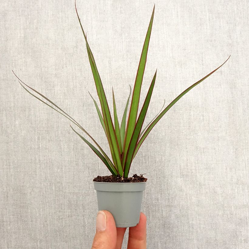 Exemplar von Dracaena marginata - Drachenbaum Mini-Pflanze wie im Frühjahr geliefert