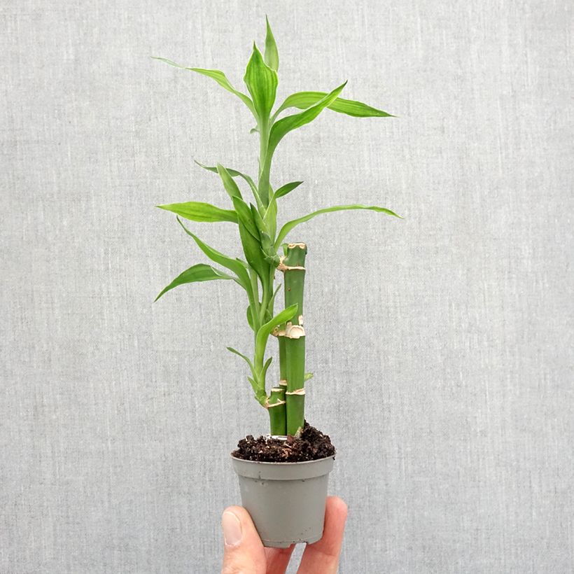 Exemplar von Dracaena sanderiana - Glücksbambus Mini-Pflanze wie im Frühjahr geliefert