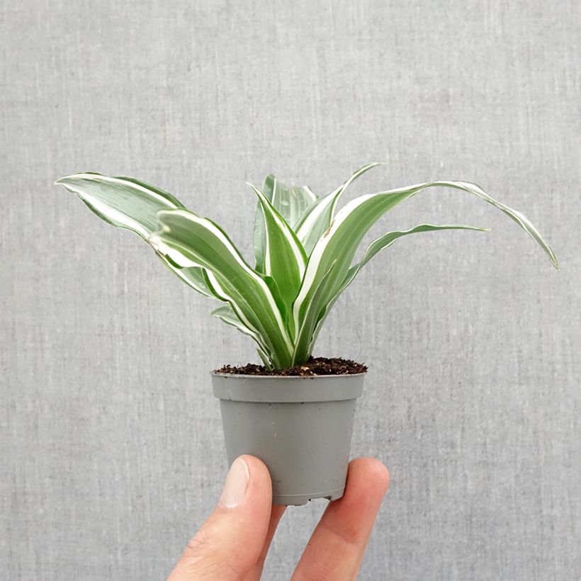 Exemplar von Dracaena White Jewel - Drachenbaum Mini-Pflanze wie im Frühjahr geliefert