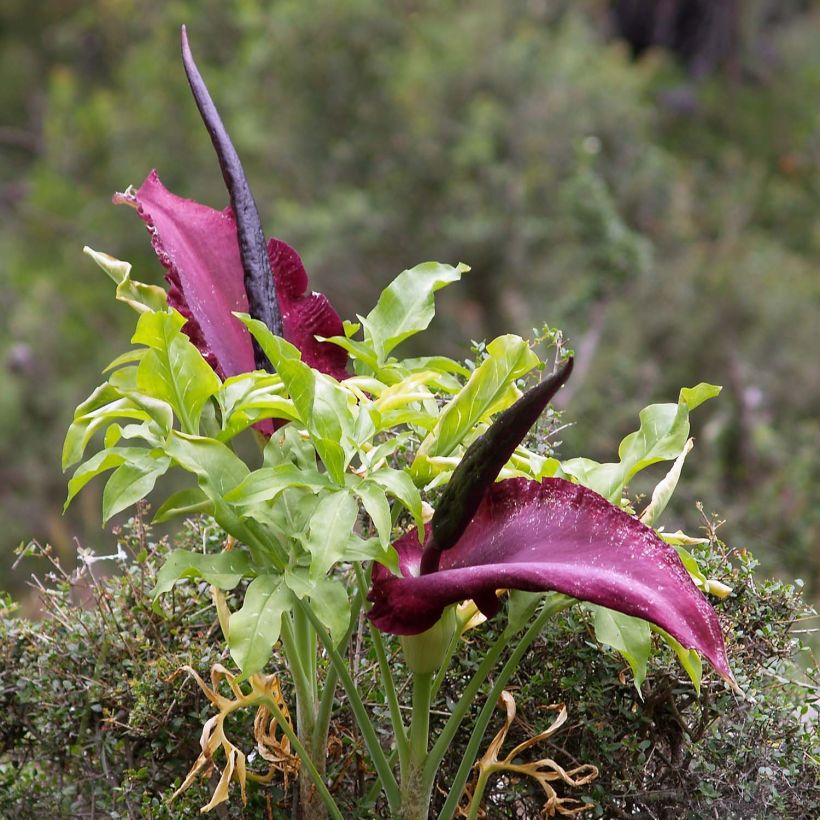 Dracunculus vulgaris - Gewöhnliche Schlangenwurz (Plant habit)