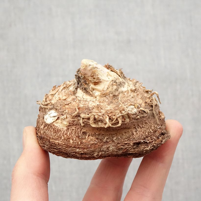 Example of Dracunculus vulgaris - Gewöhnliche Schlangenwurz Zwiebel Kaliber/Größe 13+ as you get in printemps