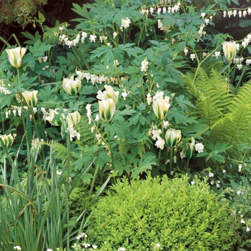 Dryopteris affinis - Wurmfarn (Plant habit)