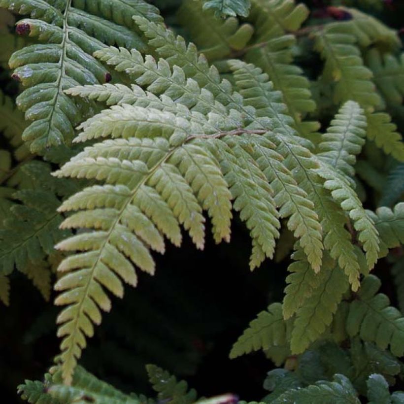 Dryopteris affinis - Wurmfarn (Foliage)