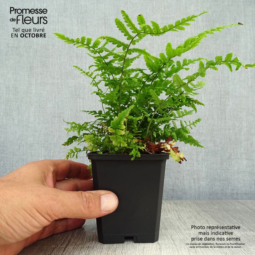 Exemplar von Dryopteris affinis - Wurmfarn Kleine Töpfe von 8/9 cm wie im Herbst geliefert