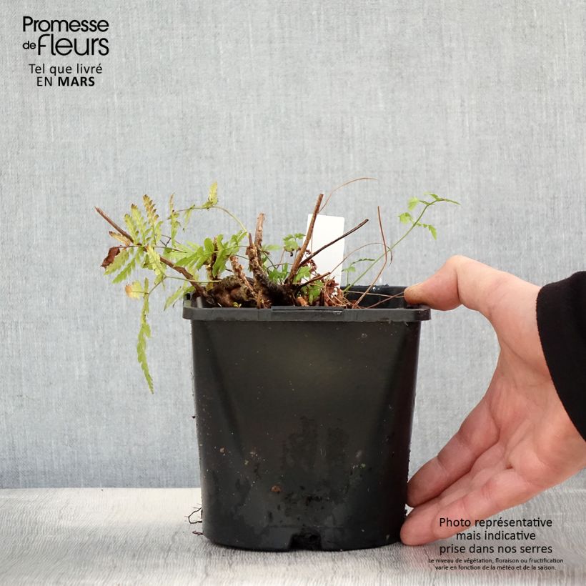 Exemplar von Dryopteris carthusiana - Wurmfarn Topf mit 2L/3L wie im Frühjahr geliefert