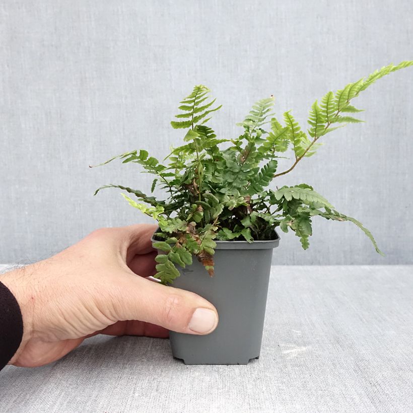 Exemplar von Dryopteris crassirhizoma - Wurmfarn Kleine Töpfe von 8/9 cm wie im Herbst geliefert