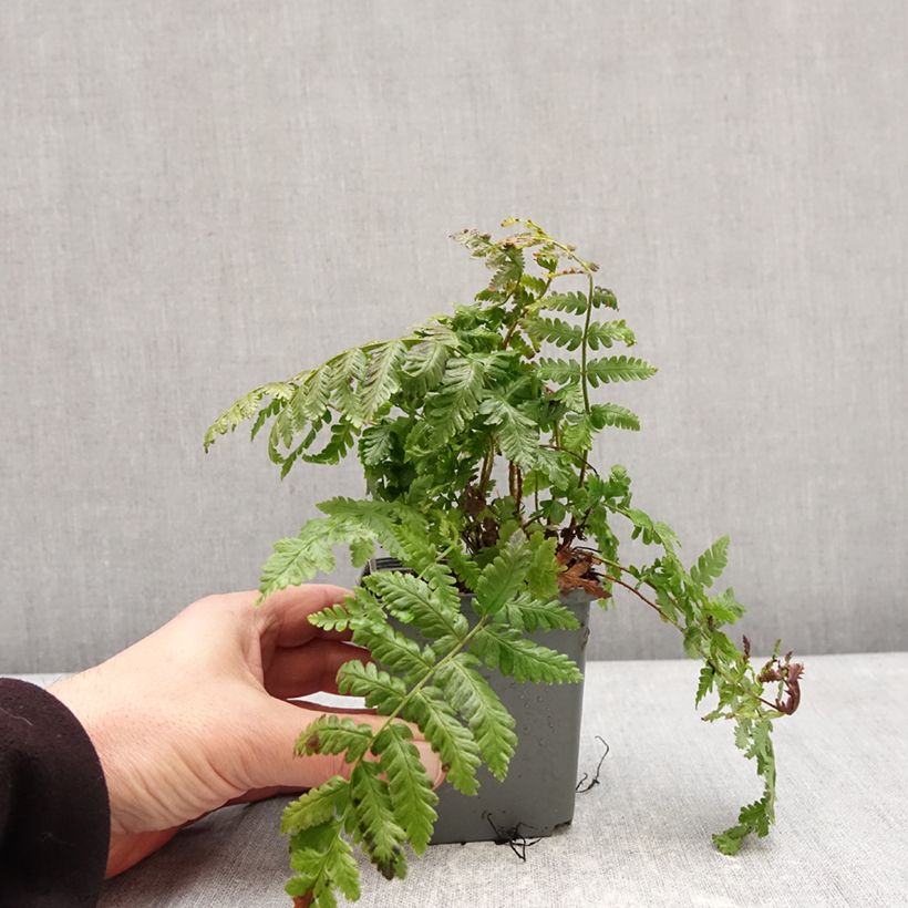 Exemplar von Dryopteris crassirhizoma - Wurmfarn Kleine Töpfe von 8/9 cm wie im Winter geliefert