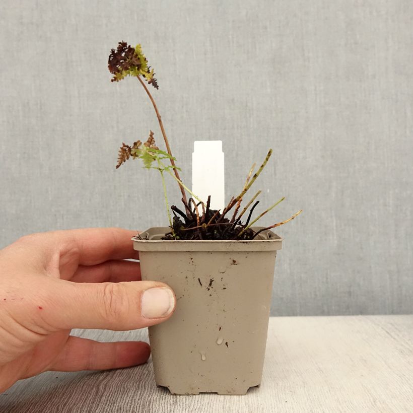 Exemplar von Dryopteris dilatata Crispa Whiteside - Wurmfarn Kleine Töpfe von 8/9 cm wie im Frühjahr geliefert