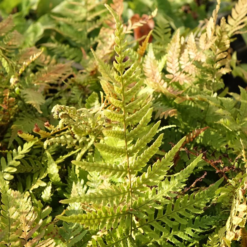 Dryopteris erythrosora Prolifica - Wurmfarn (Foliage)