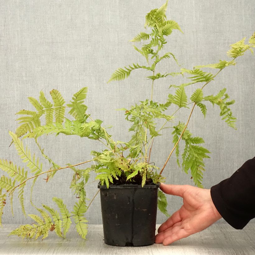 Example of Dryopteris lepidopoda - Wurmfarn Topf mit 2L/3L as you get in printemps
