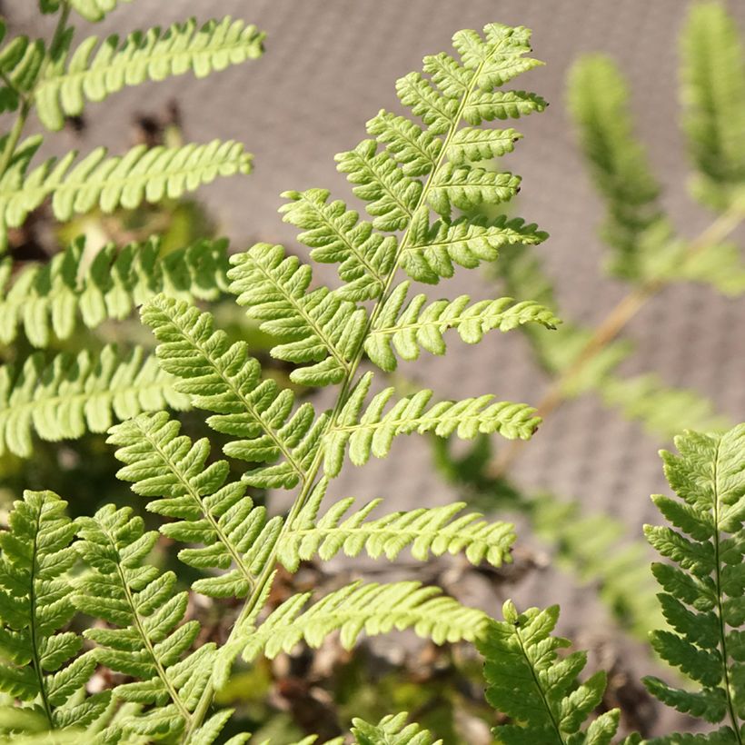 Dryopteris stewartii - Wurmfarn (Laub)