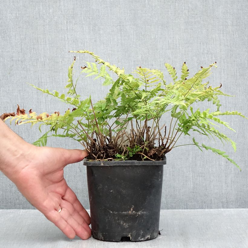 Exemplar von Dryopteris stewartii - Wurmfarn Topf mit 2L/3L wie im Herbst geliefert