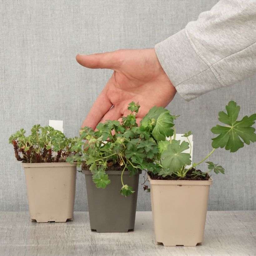 Example of Kollektion Storchschnabel-Stauden für Bodendecker as you get in printemps