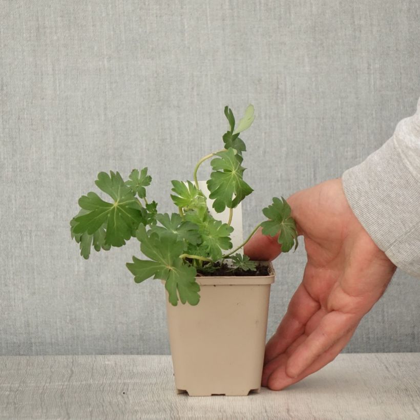 Example of Geranium cantabrigiense St Ola - Cambridge Storchschnabel Kleine Töpfe von 8/9 cm as you get in printemps