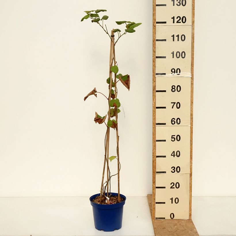 Exemplar von Duo Kiwis jaunes kiw'Happy mâle et femelle réunis dans un pot Pot de 4L/5L wie im Herbst geliefert