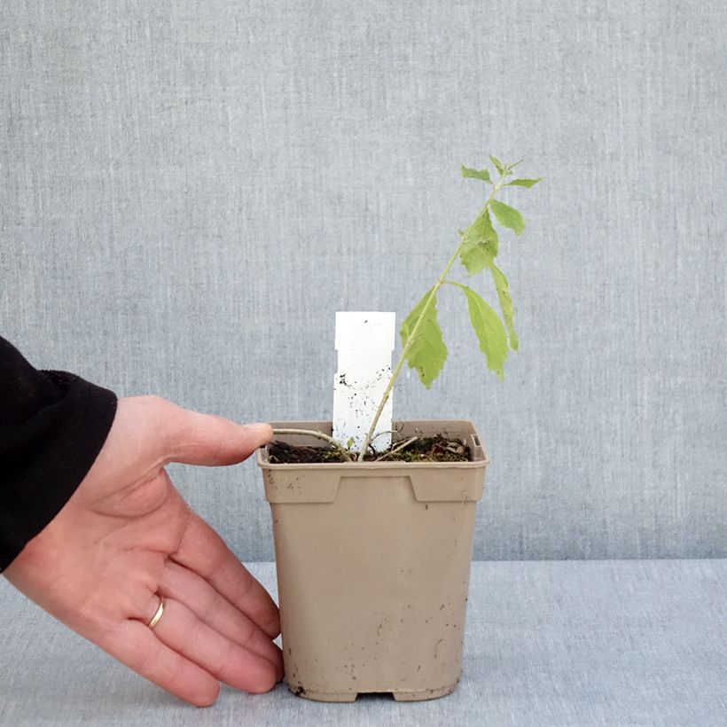 Exemplar von Duranta repens - Himmelsblüte Topf mit 1L/1,5L wie im Frühjahr geliefert