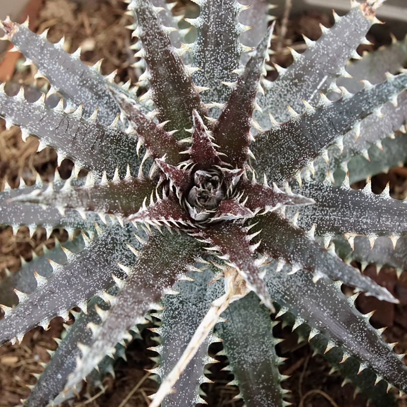 Dyckia Brittle Star (Foliage)