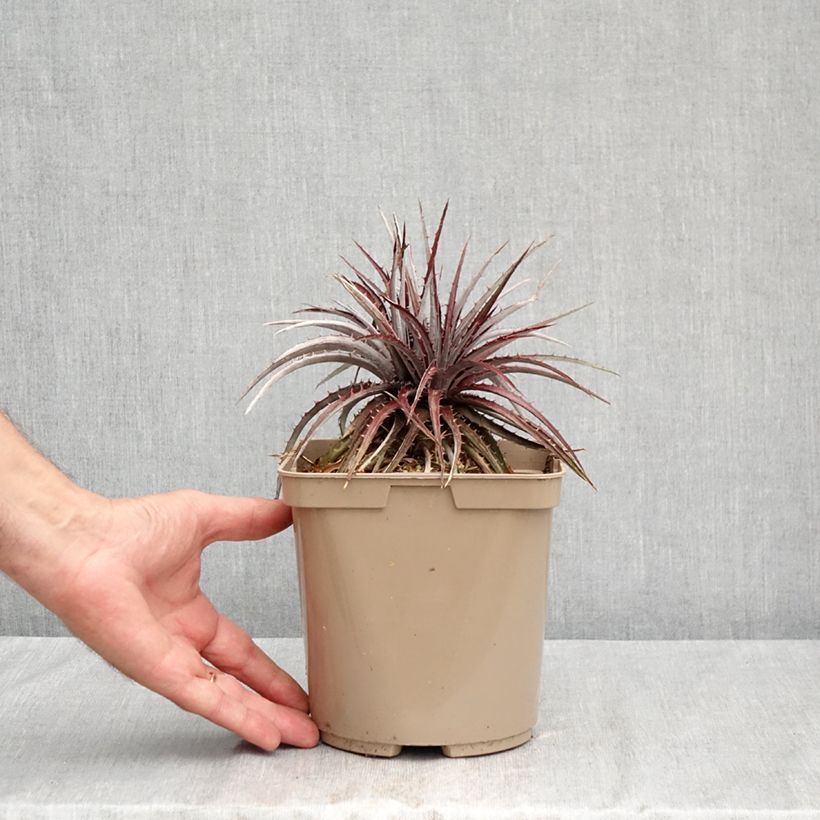 Exemplar von Dyckia Burgundy Ice Topf mit 3L/4L wie im Sommer geliefert