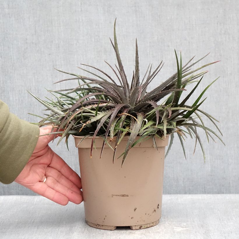 Exemplar von Dyckia Burgundy Ice Topf mit 3L/4L wie im Winter geliefert