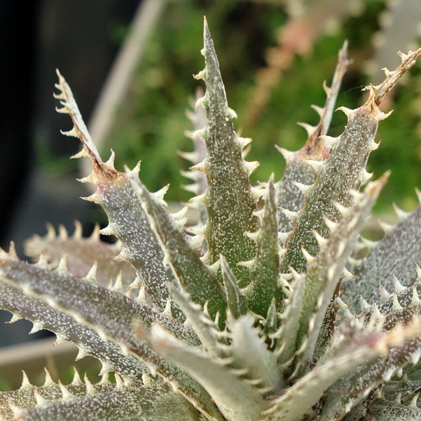 Dyckia Grand Marnier (Laub)