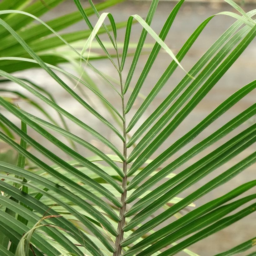 Dypsis decaryi - Palmier triangle (Laub)