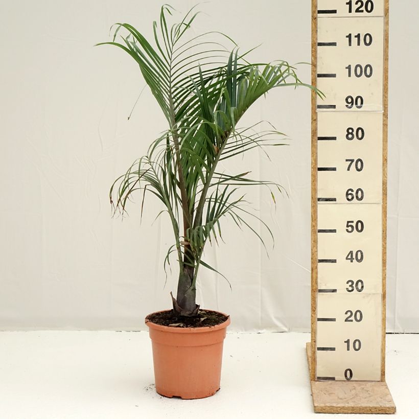 Exemplar von Dypsis decaryi - Palmier triangle Topf mit 7,5L/10L wie im Frühjahr geliefert