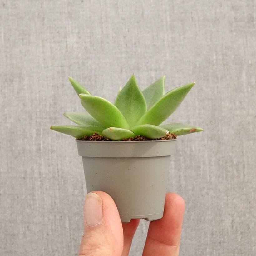 Exemplar von Echeveria agavoides - Echeverie Mini-Pflanze wie im Frühjahr geliefert