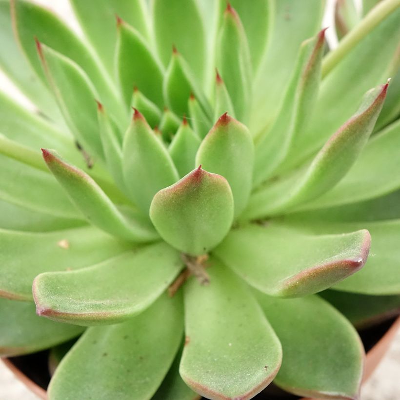 Echeveria agavoides - Echeverie (Laub)