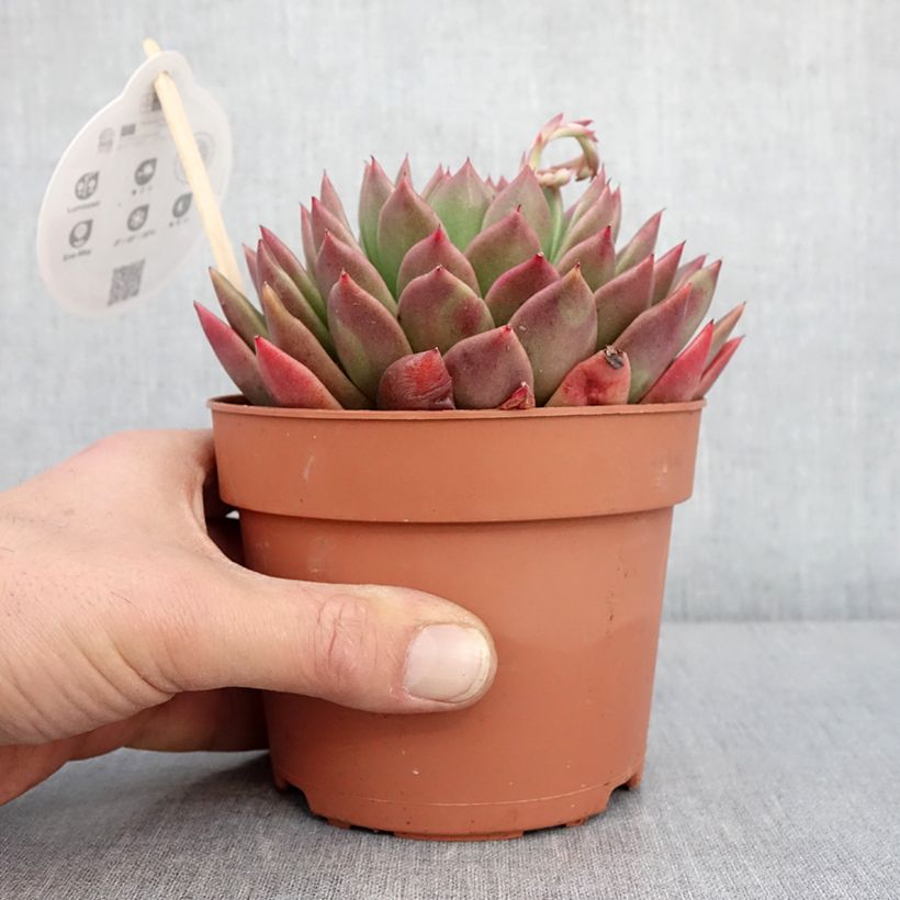 Exemplar von Echeveria agavoides Pot de 1L/1,5L wie im Winter geliefert