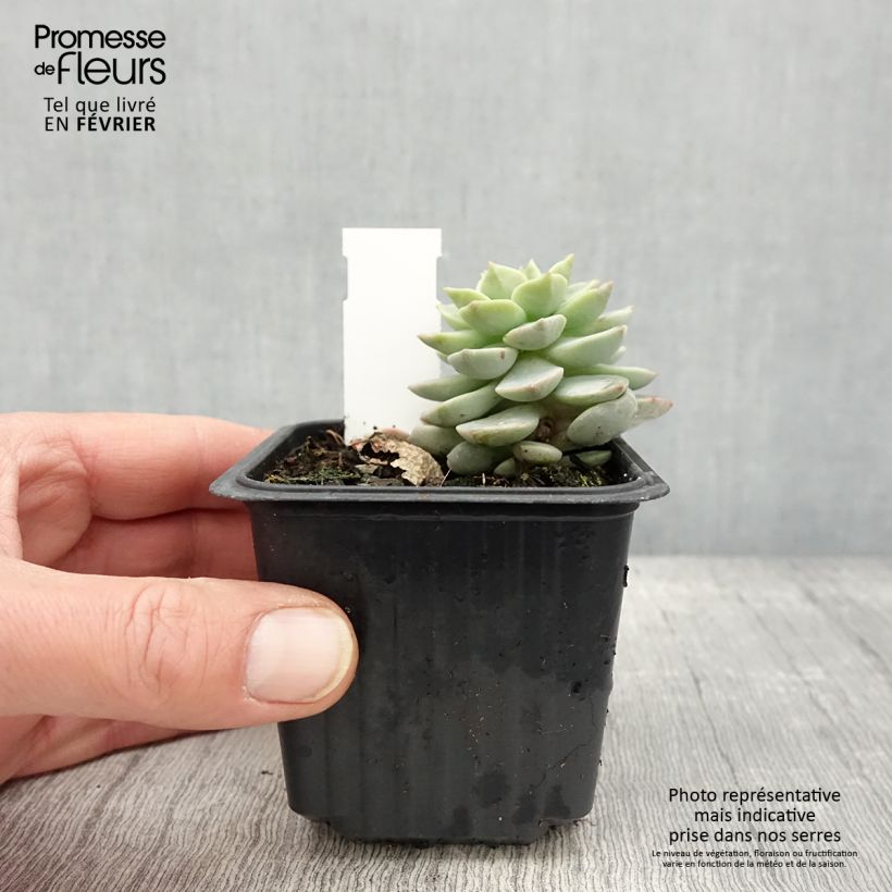 Exemplar von Echeveria derenbergii  Godet de 8/9 cm wie im Winter geliefert