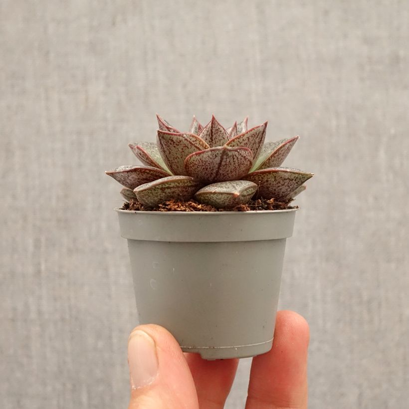 Exemplar von Echeveria purpusiorum - Echeverie Mini-Pflanze wie im Frühjahr geliefert