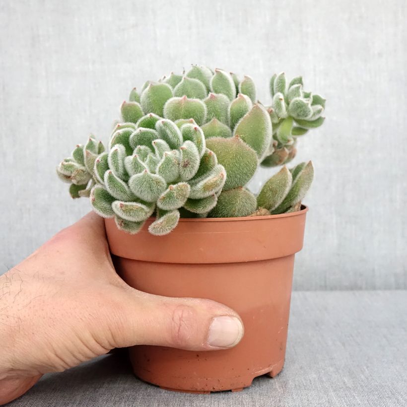 Exemplar von Echeveria setosa Pot de 1L/1,5L wie im Winter geliefert