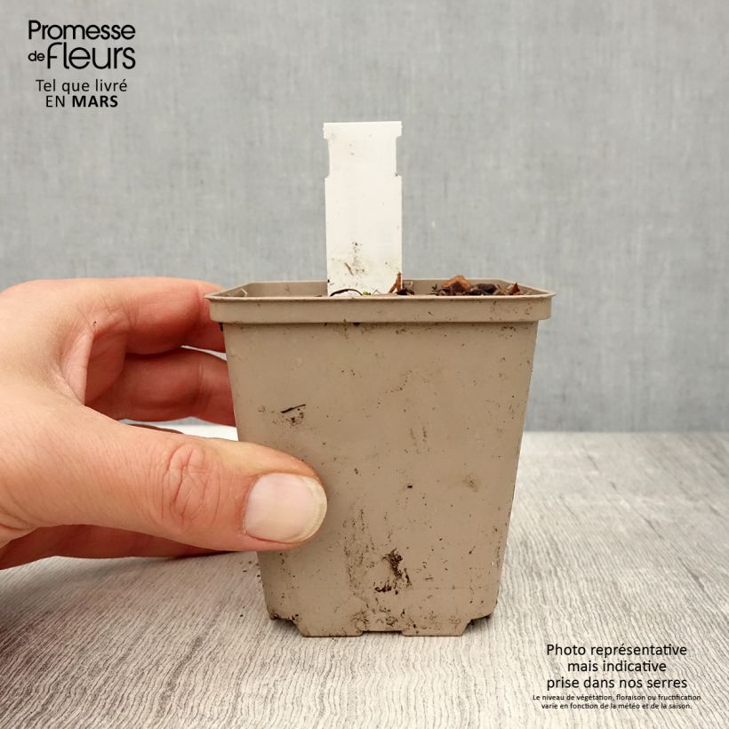 Example of Schmalblättriger Sonnenhut - Echinacea angustifolia Kleine Töpfe von 8/9 cm as you get in printemps