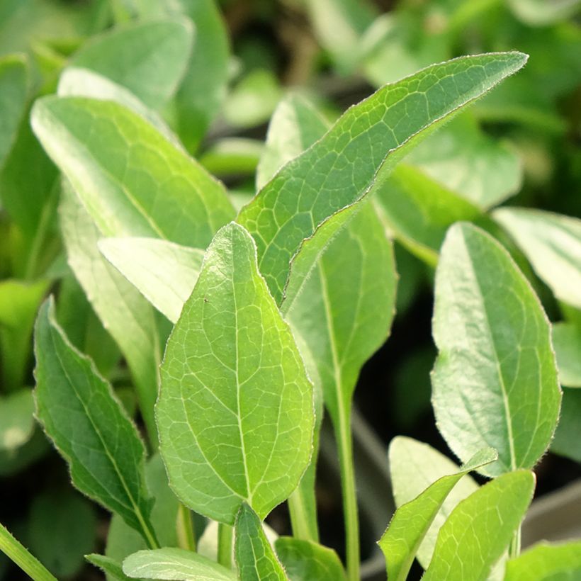 Echinacea purpurea Butterfly Kisses - Sonnenhut (Laub)