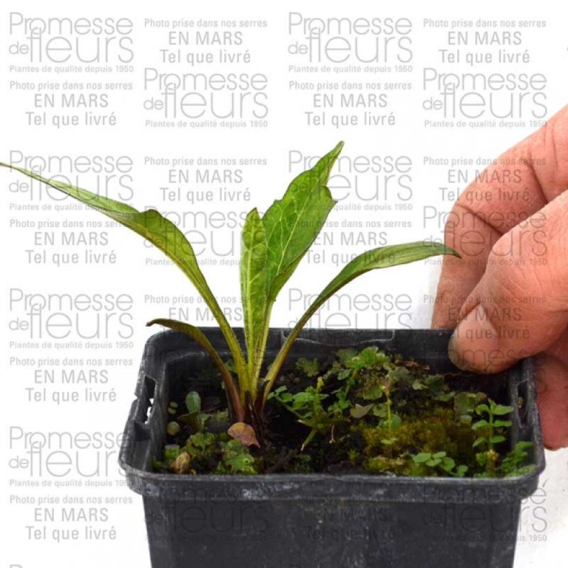 Beispiel eines Exemplars von Echinacea purpurea Catharina - Sonnenhut Kleine Töpfe von 8/9 cm wie geliefert