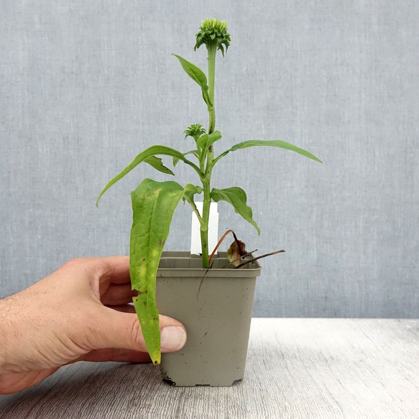 Exemplar von Echinacea purpurea Chiquita - Sonnenhut Kleine Töpfe von 8/9 cm wie im Herbst geliefert