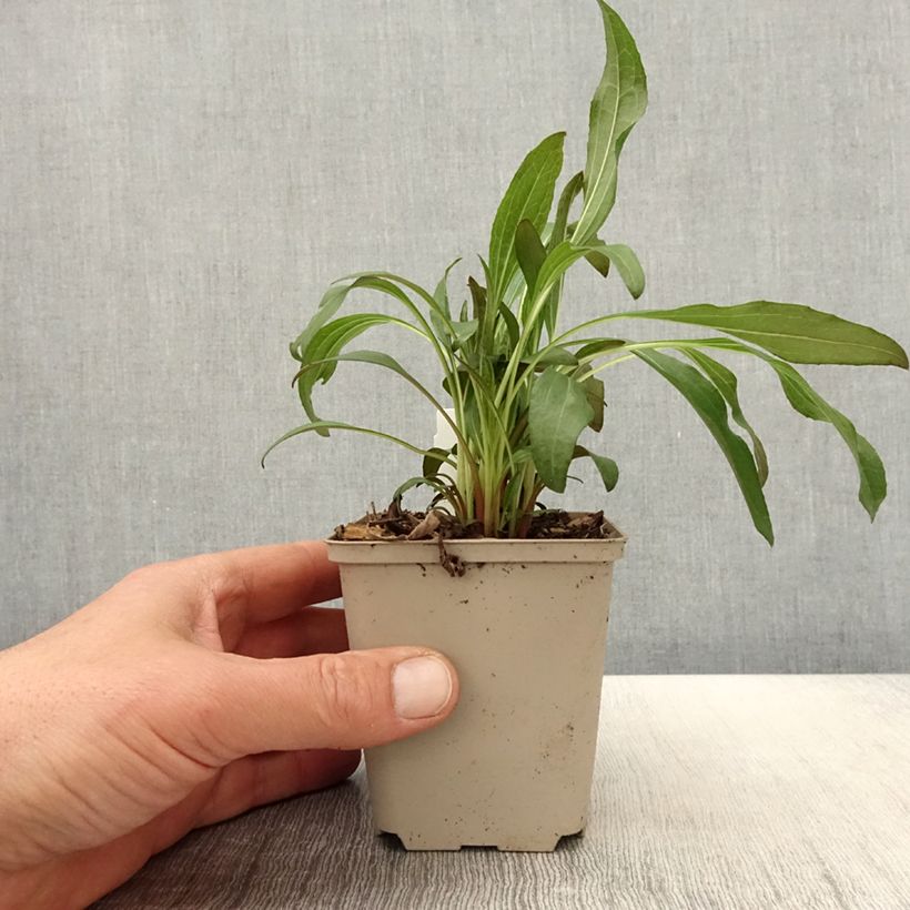 Exemplar von Echinacea purpurea Colourburst Orange - Sonnenhut Kleine Töpfe von 8/9 cm wie im Frühjahr geliefert