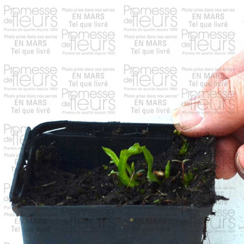 Beispiel eines Exemplars von Echinacea purpurea Coupe Soleil - Sonnenhut Kleine Töpfe von 8/9 cm wie geliefert